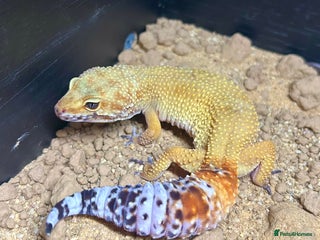 Leopard Gecko reptiles Setup + Super Hypo Carrot Tail Baldy Leopard Gecko - Advert 1