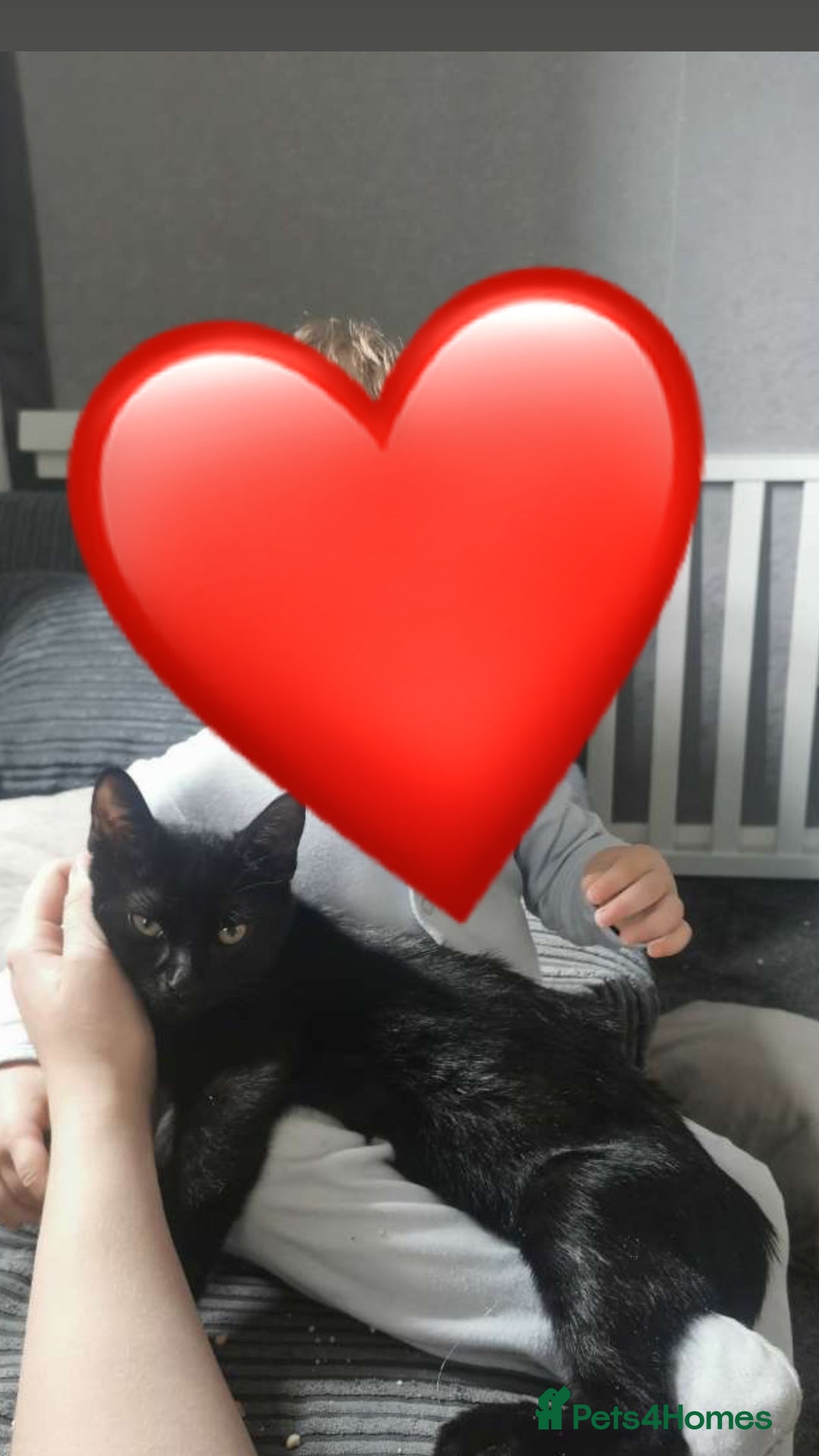 Domestic Shorthair cats for sale: 2 cats for sale - read description  - Image 2