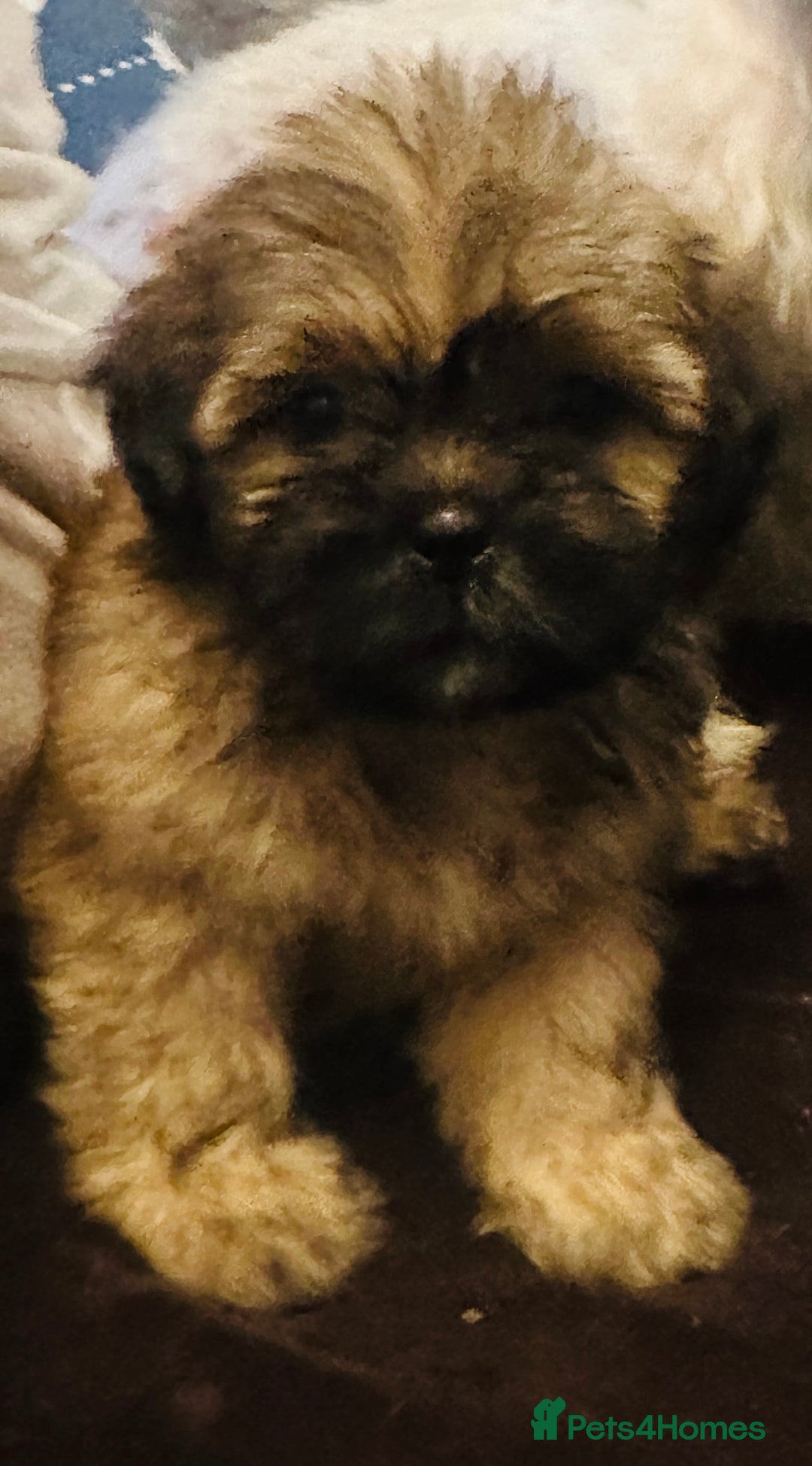Shih Tzu dogs for sale: Shih Tzu puppies  - Image 5