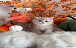 British Shorthair cats for sale: Blue Golden British Shorthair - Image 24
