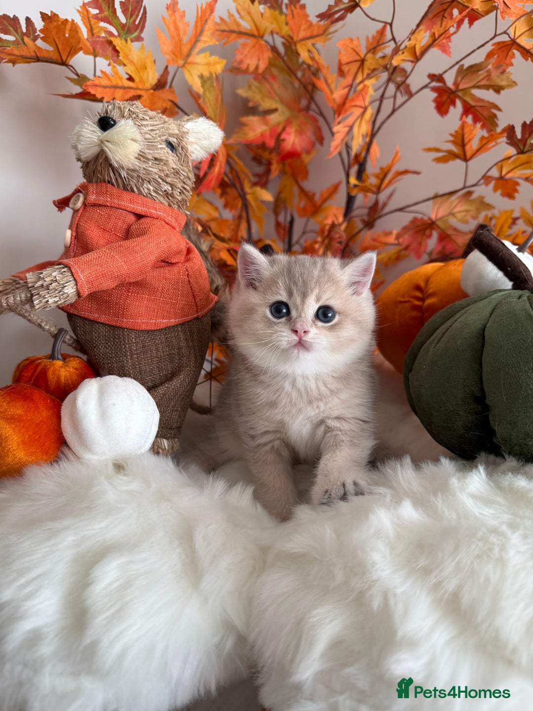 British Shorthair cats for sale: Blue Golden British Shorthair - Image 24