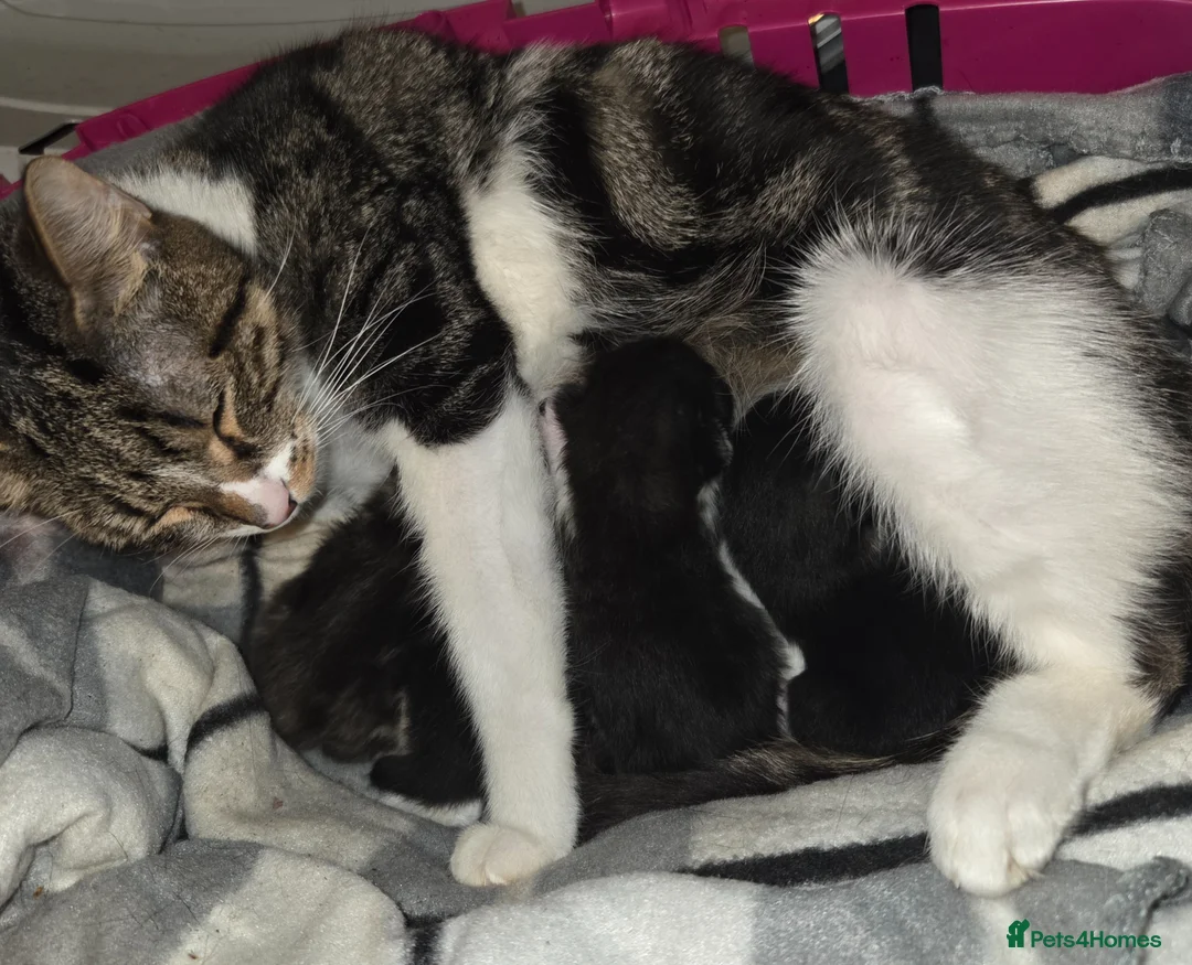 Mixed Breed cats for sale: Kittens for sale - Advert 7