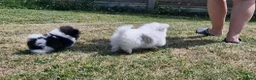 Mixed Breed dogs for sale: Sitzu x pomeranian boys only - Advert 7