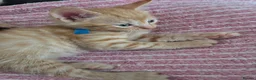 Mixed Breed cats for sale: 2 male ginger kittens  - Advert 2