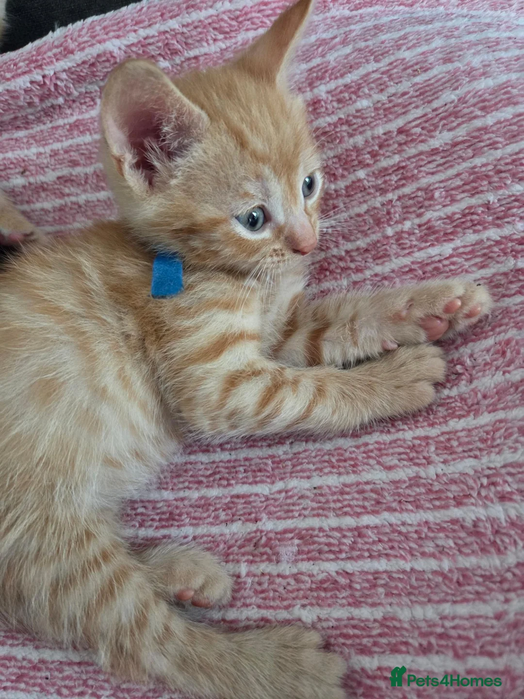 Mixed Breed cats for sale: 2 male ginger kittens  - Advert 2
