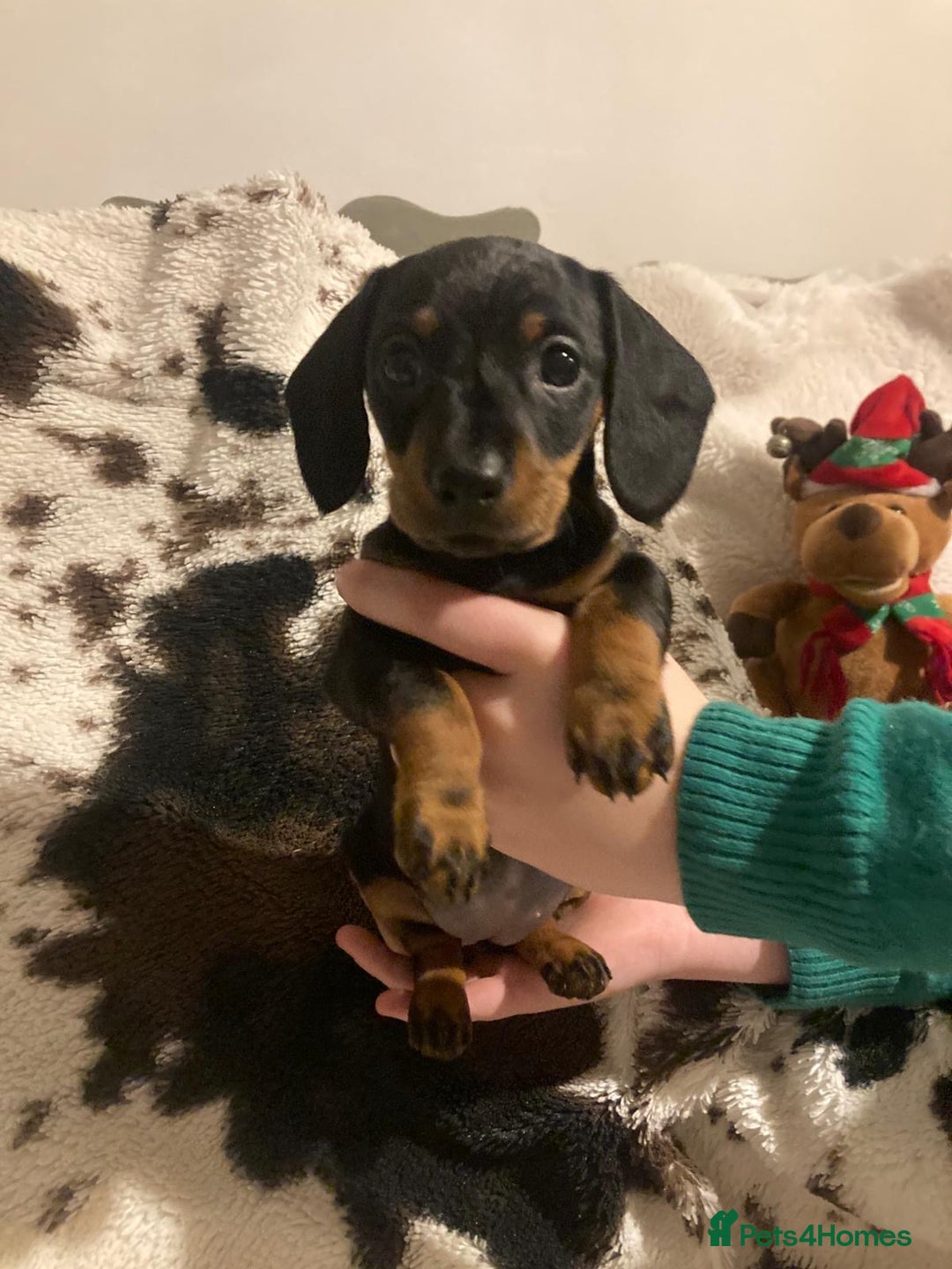 Miniature Dachshund dogs for sale: 3 Beautiful Miniature Dachshund Puppies - Advert 6