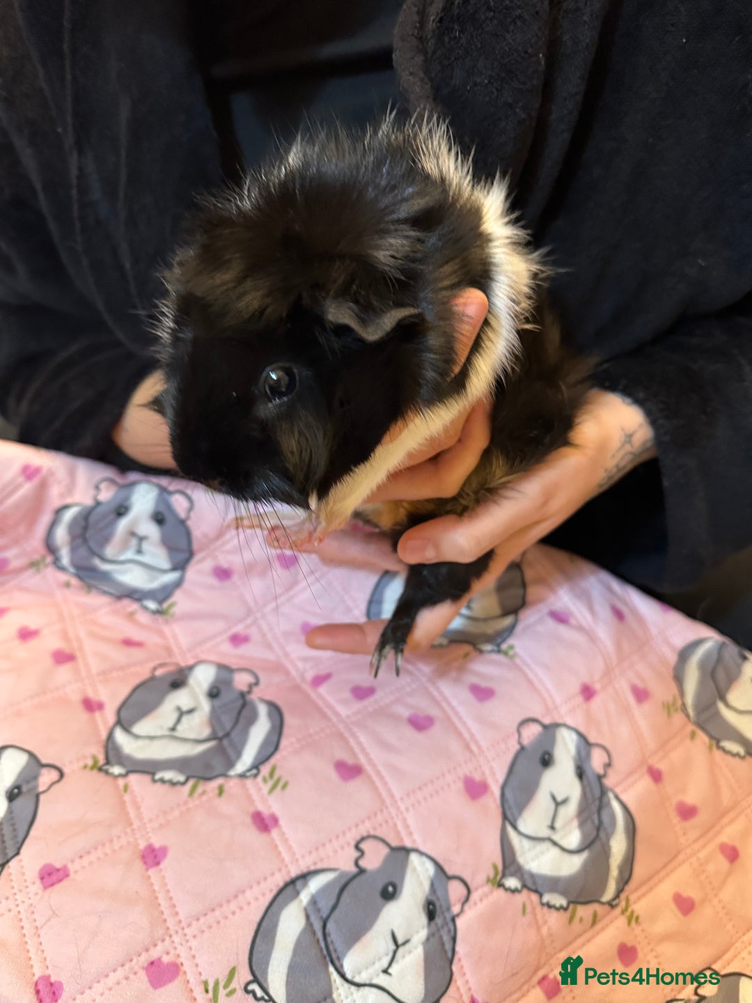 Guinea Pig rodents for sale: Free to a good home - Advert 2