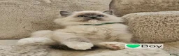 Ragdoll cats for sale: Pure Ragdoll Kittens Ready Leave Now  in Basildon - Advert 6