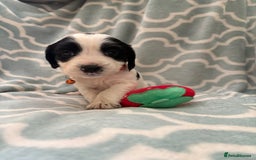 Sprocker dogs for sale: Beautiful Sproker pups  - Image 8