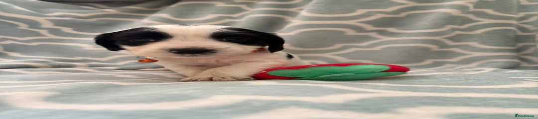 Sprocker Puppy 6