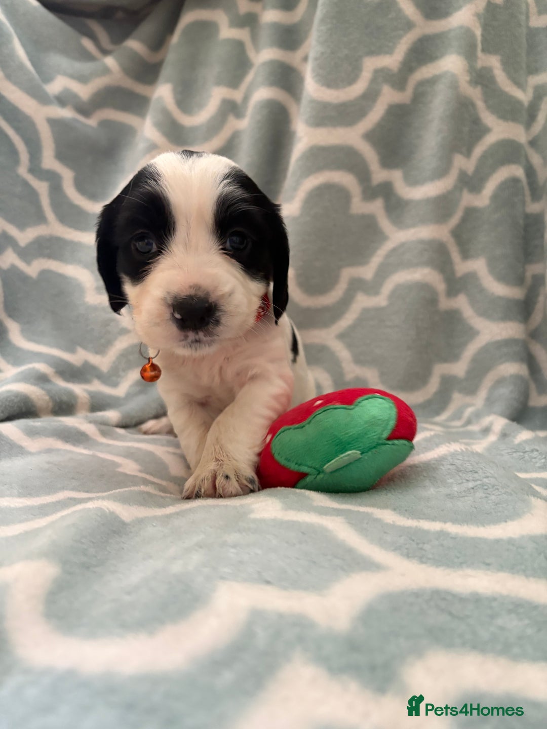 Sprocker dogs for sale: Beautiful Sproker pups  - Image 8