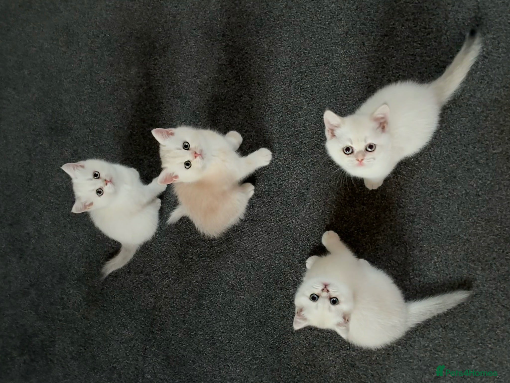 British Shorthair cats Stunning GCCF Gold/Silver Tipped BSH Kittens - Advert 17
