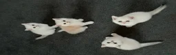 British Shorthair cats for sale: Stunning GCCF Gold/Silver Tipped BSH Kittens - Advert 2