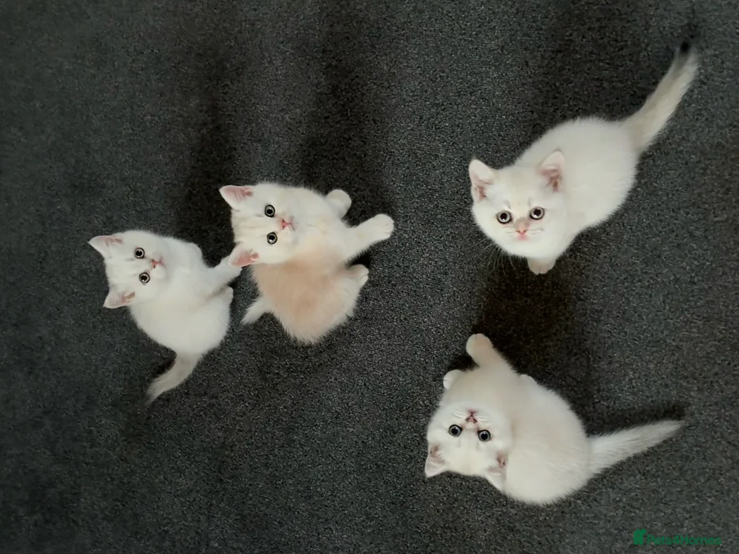 British Shorthair cats for sale: Stunning GCCF Gold/Silver Tipped BSH Kittens - Advert 2