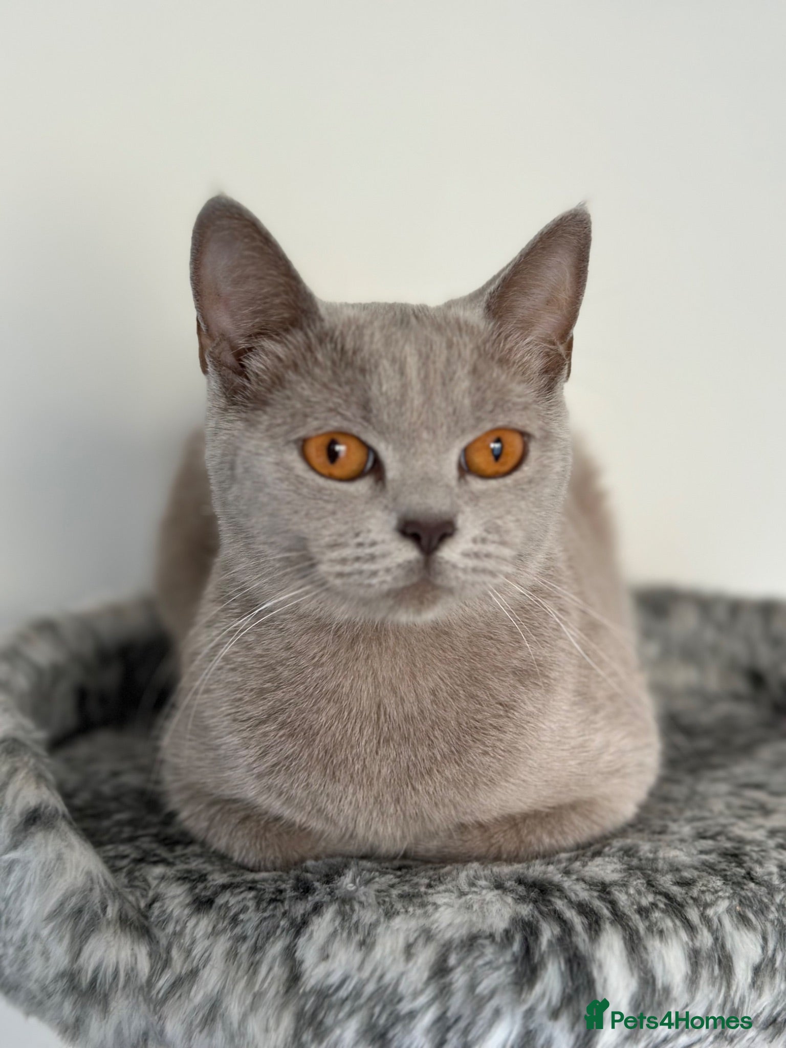 Mixed Breed cats Adorable British Shorthair Mix Kittens 🐾 - Advert 5