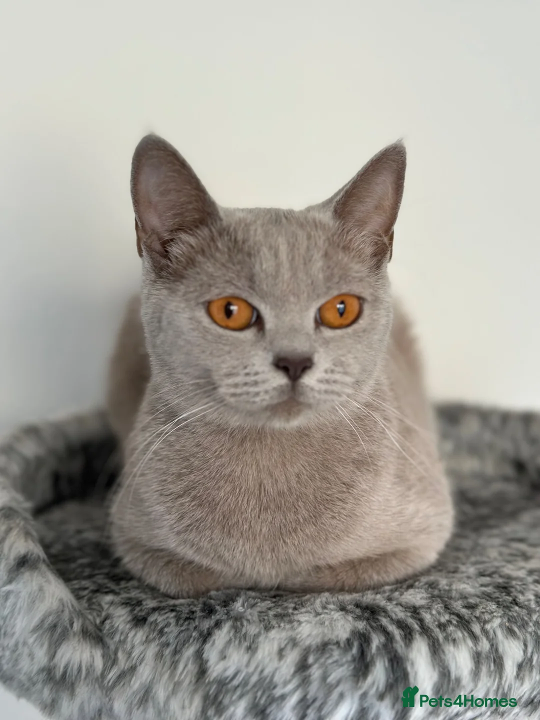 Mixed Breed cats for sale: Adorable British Shorthair Mix Kittens 🐾 in Basildon - Advert 1