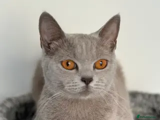 Mixed Breed cats Adorable British Shorthair Mix Kittens 🐾 - Advert 4