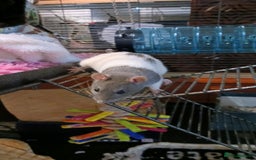 Rat rodents for sale: Cardiff: 2 lovely female rats for rehoming - Advert 3