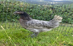 Chickens poultry for sale: Point of Lay Hybrid Chickens - Image 2