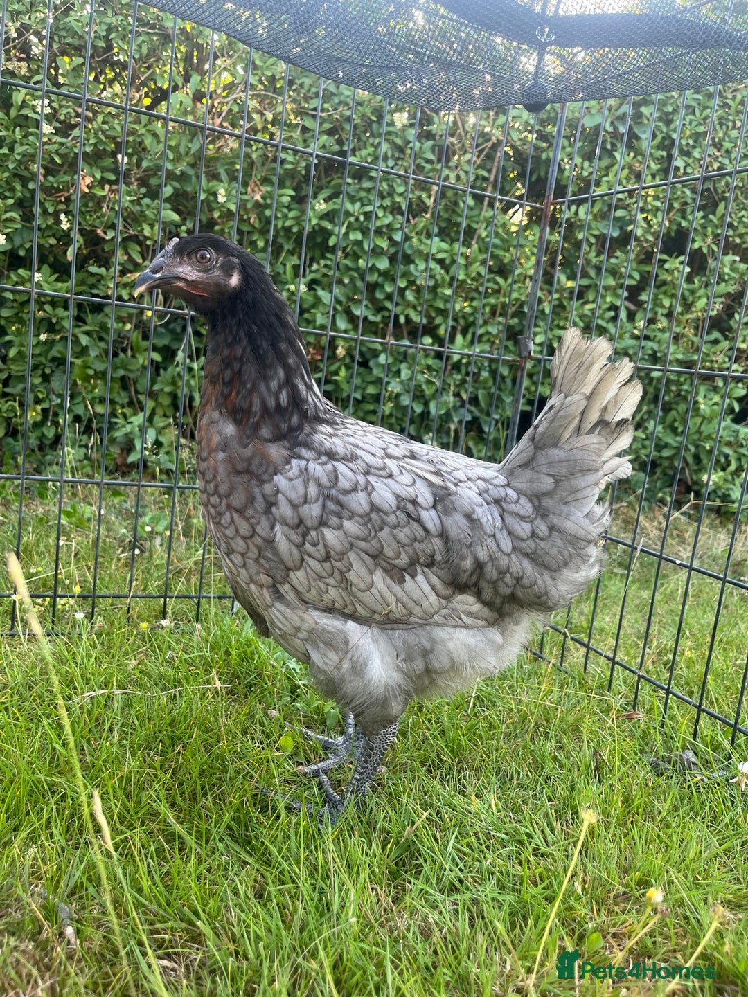 Chickens poultry for sale: Point of Lay Hybrid Chickens - Image 2