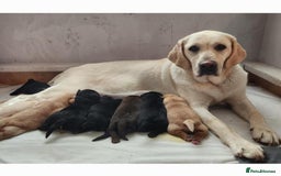Labrador Retriever dogs for sale: kc English Labs available - Image 8