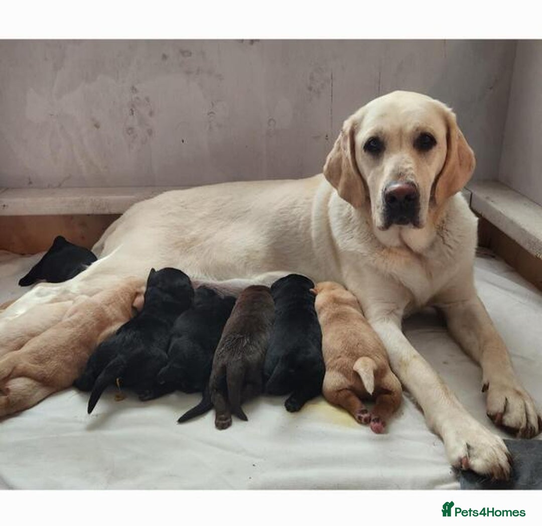 Labrador Retriever dogs for sale: kc English Labs available - Image 8