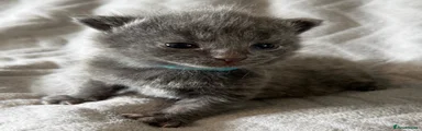 nimbus
