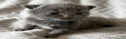 Mixed Breed cats for sale: 3 Adorable Kittens For Sale in Cumnock - Advert 6