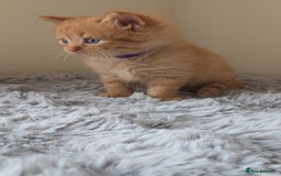 Persian cats for sale: Ginger and black fluffy kittens - Image 2