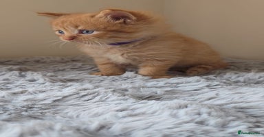 Persian cats - Advert 1