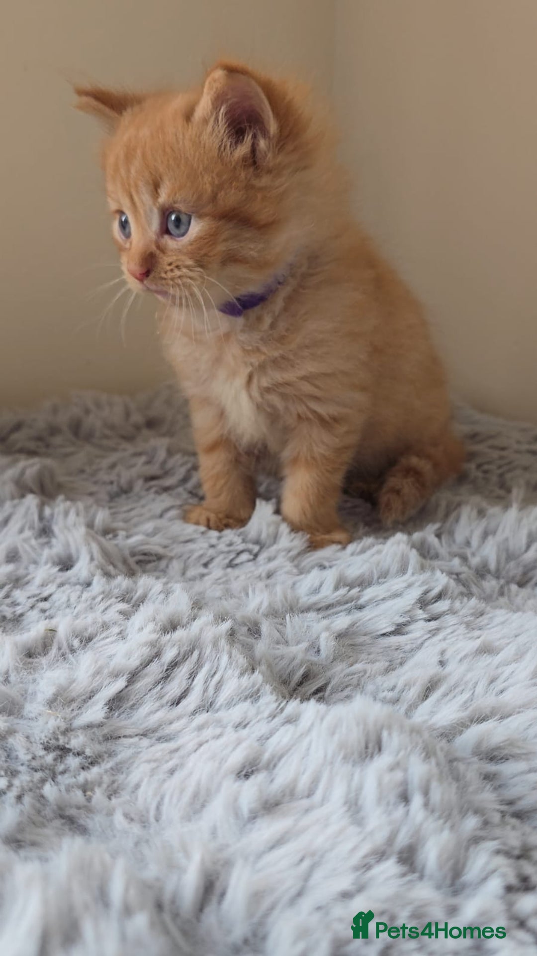 Persian cats for sale: Ginger and black fluffy kittens - Image 2
