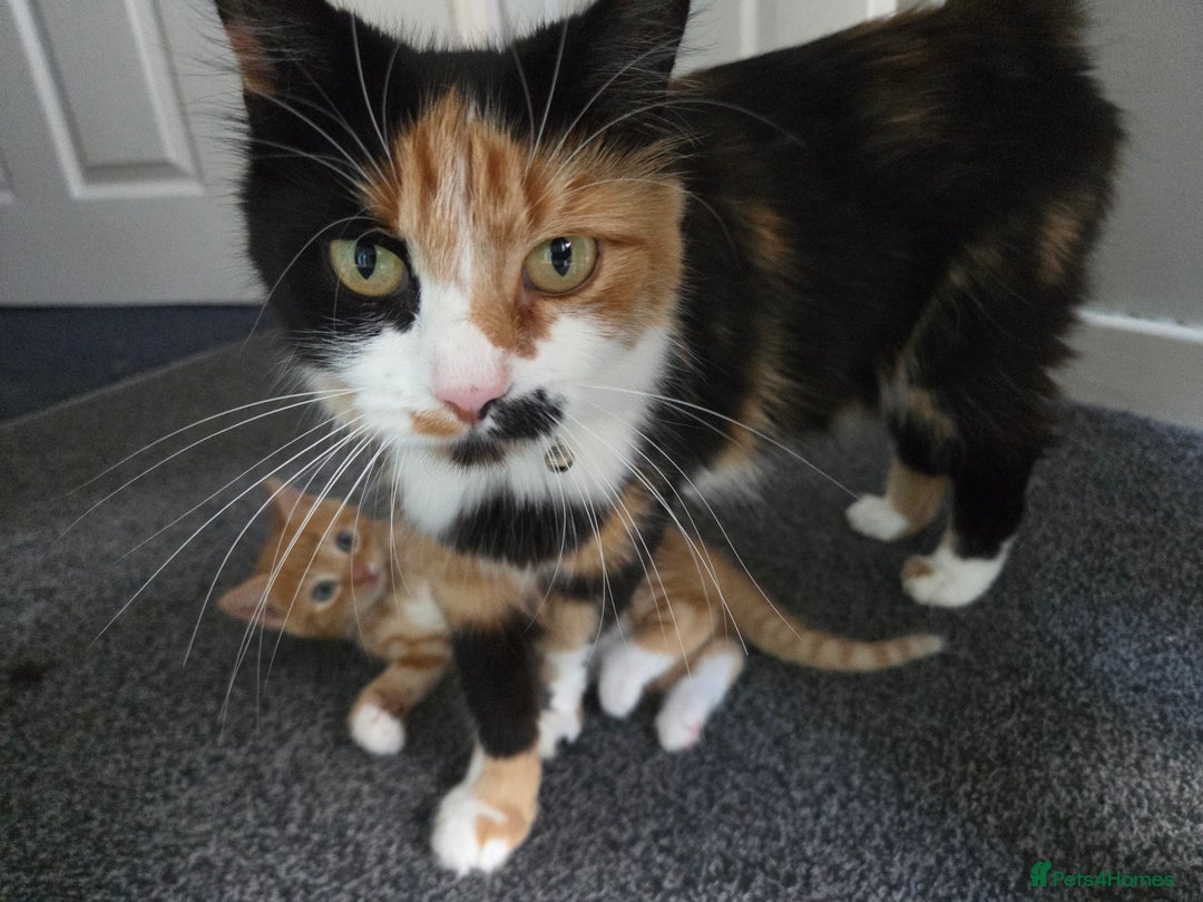 Mixed Breed cats for sale: Ginger male kitten - Image 4