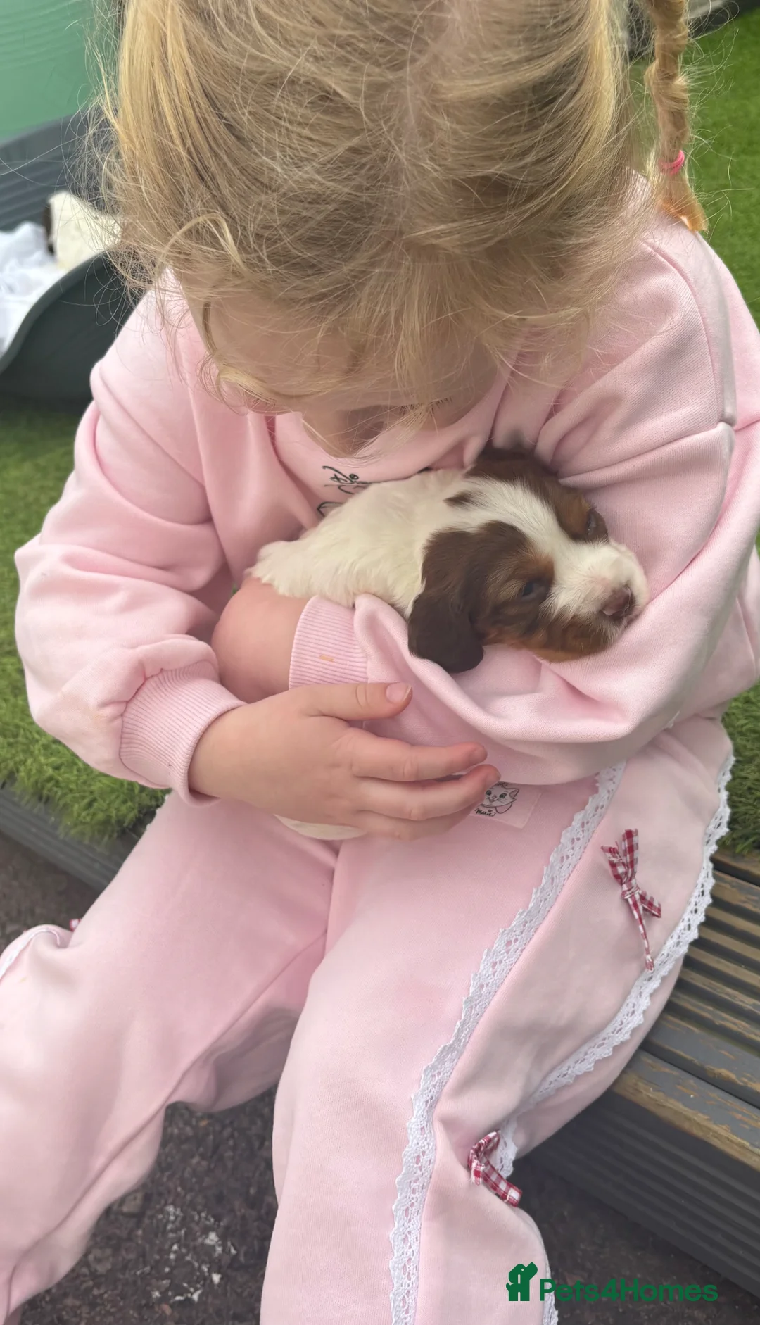 Cocker Spaniel dogs for sale: 3x Beautiful Working Cocker Spaniels  in Waltham Cross - Advert 2