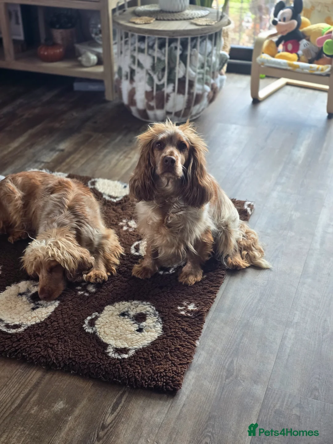 Cocker Spaniel dogs for sale: Beautiful show spaniel poppy for rehome  - Advert 2