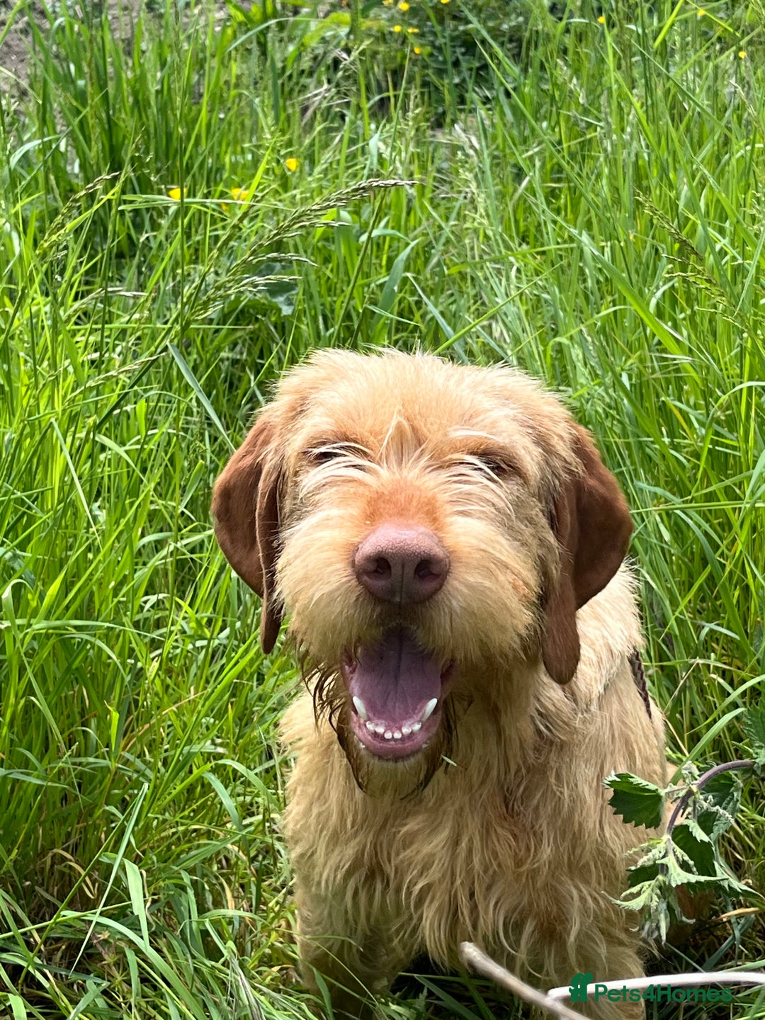 Hungarian Vizsla dogs for sale: Stunning vizsla - Advert 1