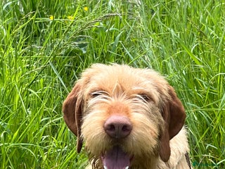 Hungarian Vizsla dogs Stunning vizsla - Advert 14