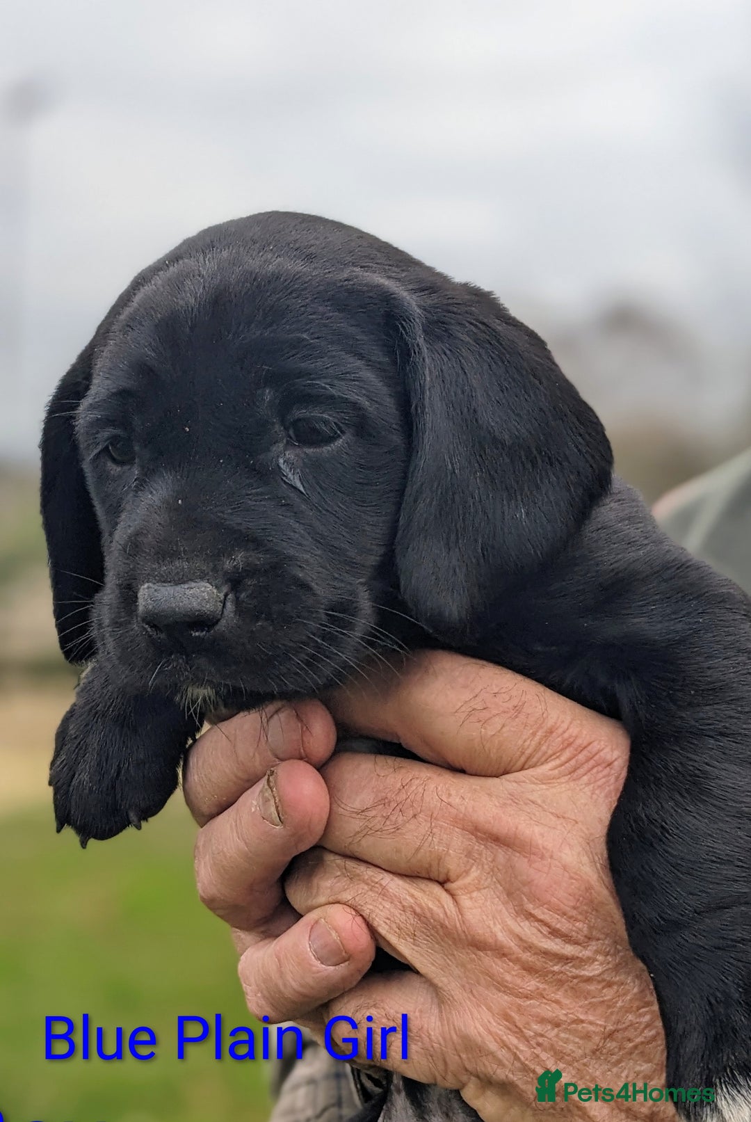 Springador dogs for sale: Springador puppies for sale - Advert 8