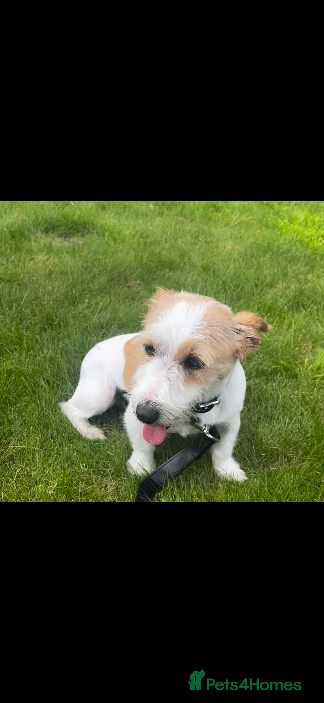 Jack Russell dogs for sale: Three beautiful jack Russel puppies  - Image 5
