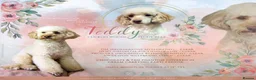Toy Poodle dogs for stud: Teddy - Choc Phantom Covered in Cream Carrys Parti in Eastleigh - Advert 2