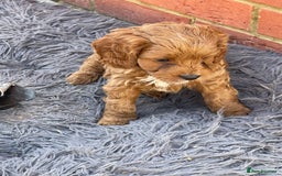 Cavapoo dogs for sale: Adorable Healthy Cavapoo Puppies  - Image 13