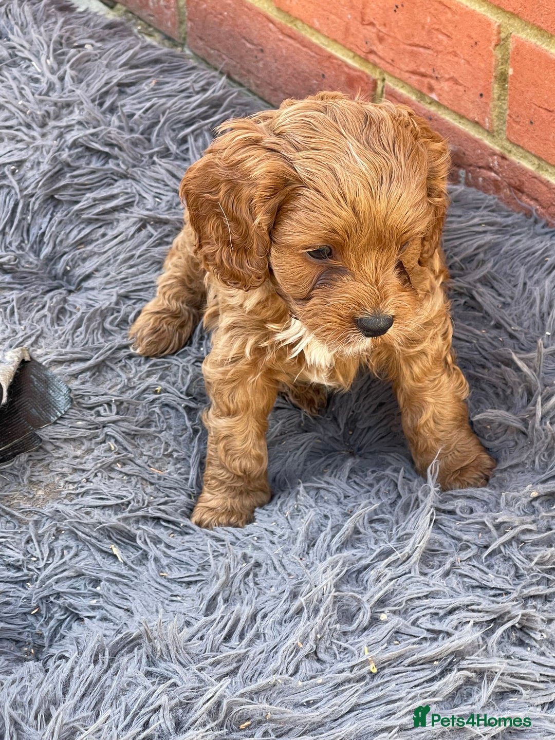 Cavapoo dogs for sale: Adorable Healthy Cavapoo Puppies  - Image 13