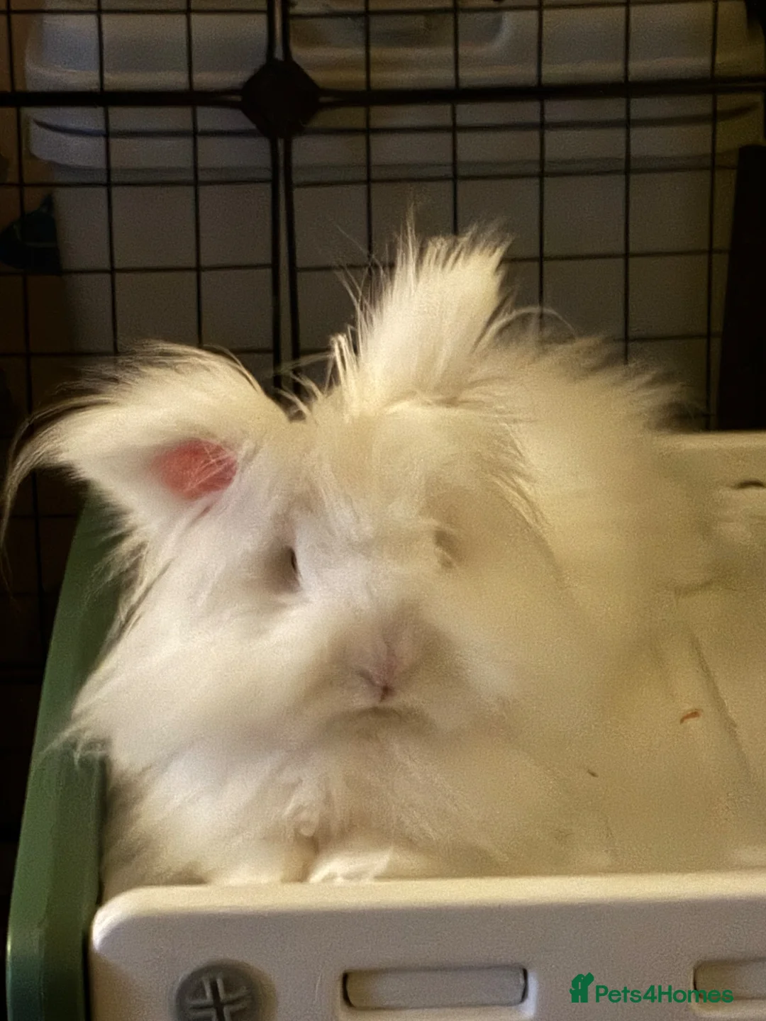 Lionhead rabbits for sale: Marv the gorgeous double maned Lionhead in Kilwinning - Advert 2