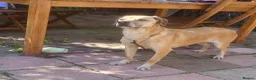 Mixed Breed dogs for adoption: Shy Nikita in Ipswich - Advert 6