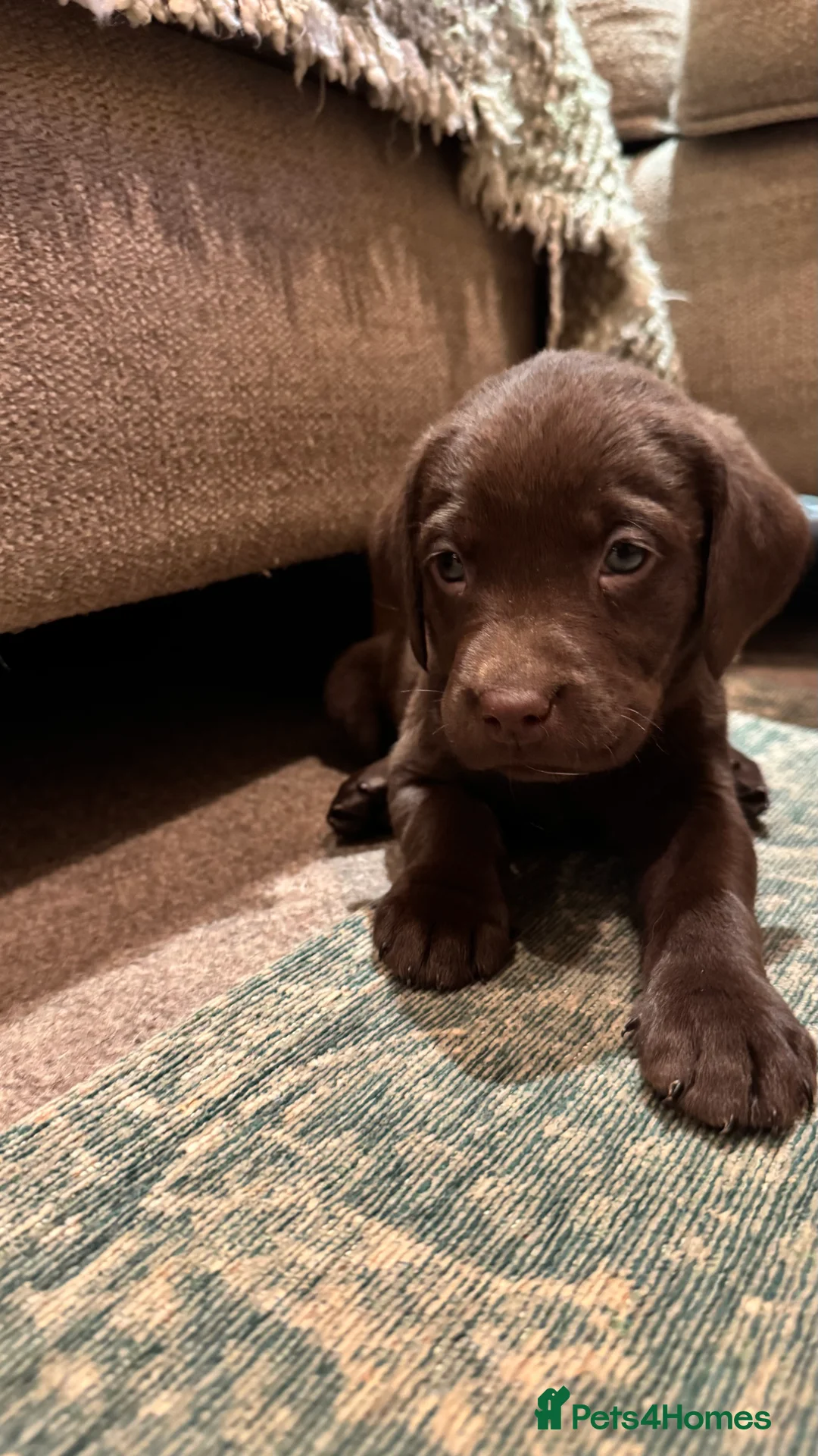 Labrador Retriever dogs for sale: Beautiful Chocolate and Yellow working Labradors  - Advert 1