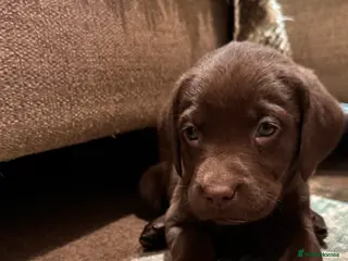 Labrador Retriever dogs Beautiful Chocolate and Yellow working Labradors - Advert 1