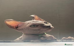 Sphynx cats for sale: Pedigree Sphynx kittens LAST BOY READY NOW - Image 6