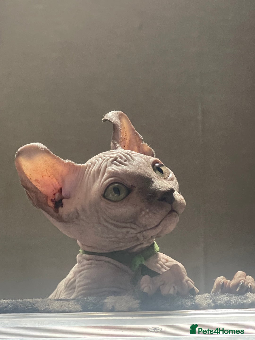 Sphynx cats for sale: Pedigree Sphynx kittens LAST BOY READY NOW - Image 6
