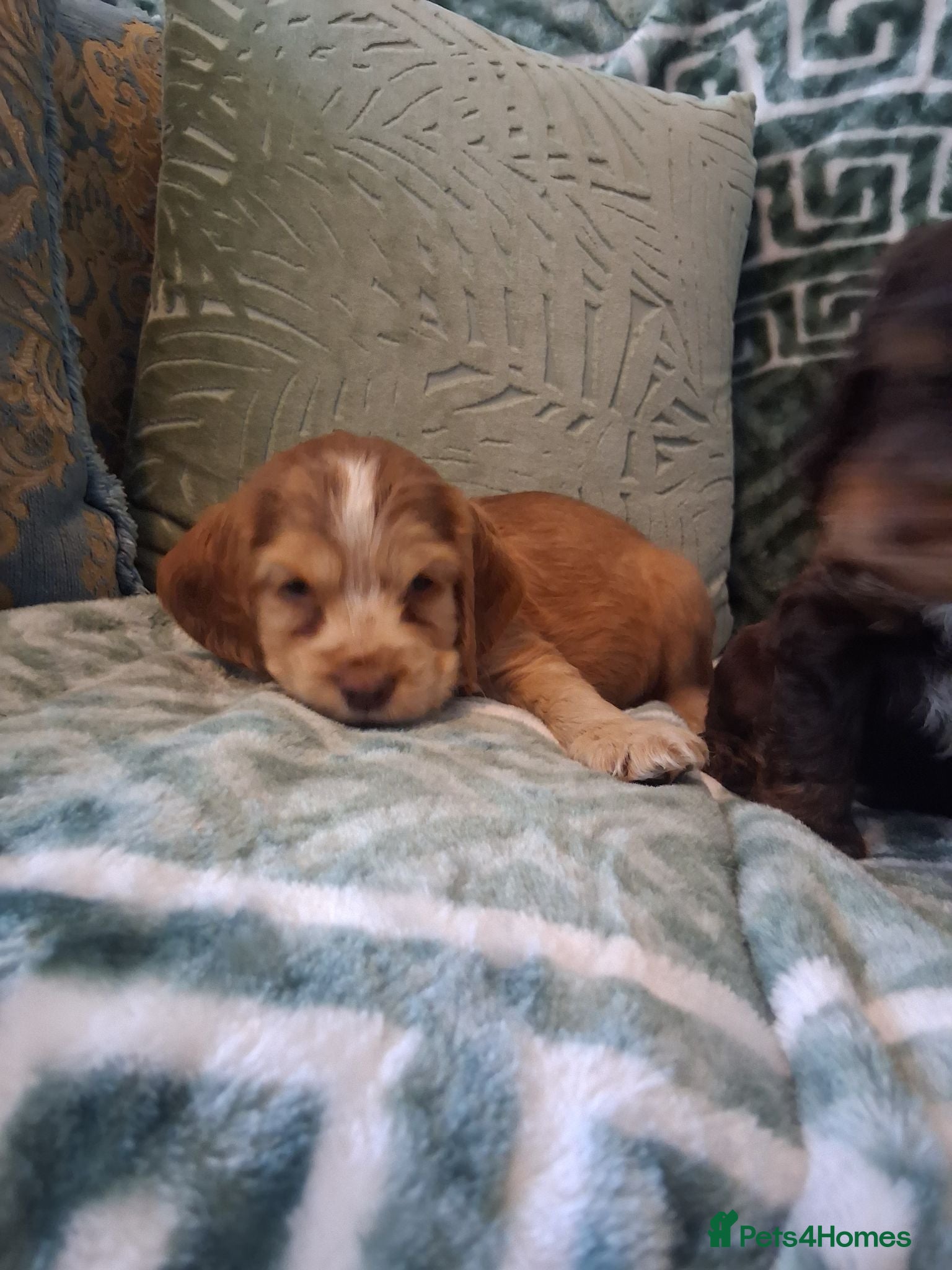 Cocker Spaniel dogs Champion Pedigree KC Reg Showtype Cocker Spaniels - Advert 1