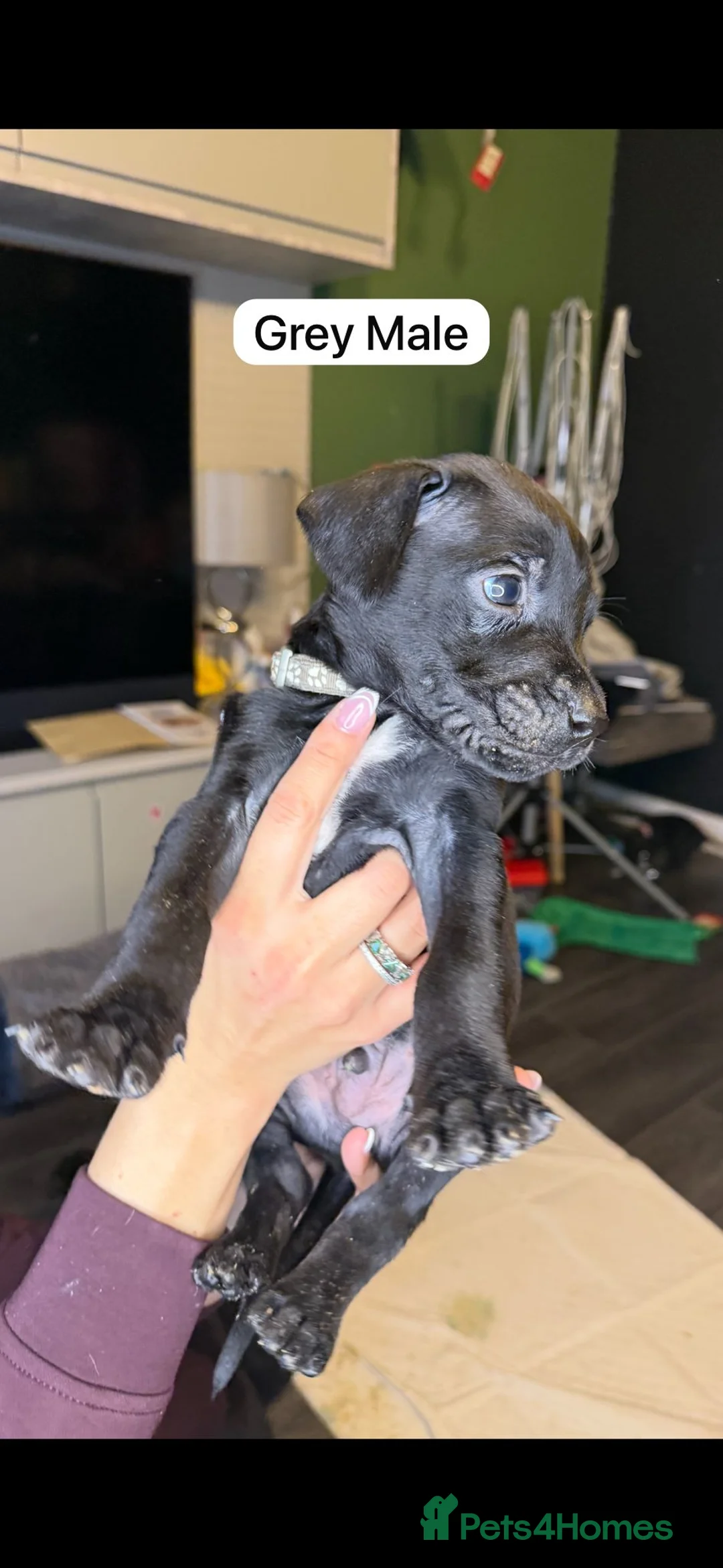 Mixed Breed dogs for sale: Canis Panther Pups - Advert 7