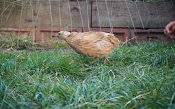 Mixed Breed birds for sale: Jumbo Coturnix Quail Mix Of Colours - Image 18